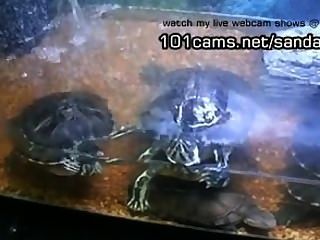 zeigt mir mein Haustier nackt Webcams Schildkröten