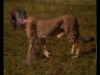 gepard Gepard pornhub wilde Katze Kitty wilde Katze Wildkatze raubtier nackt